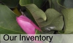 Our Tree and Shrub Inventory