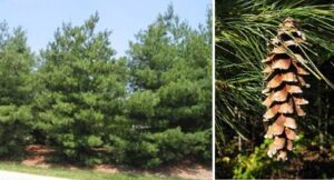 Eastern_White_Pine